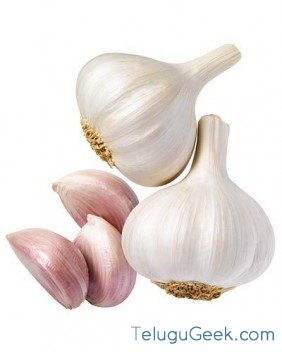 garlic