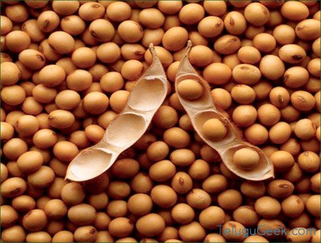 soya-bean