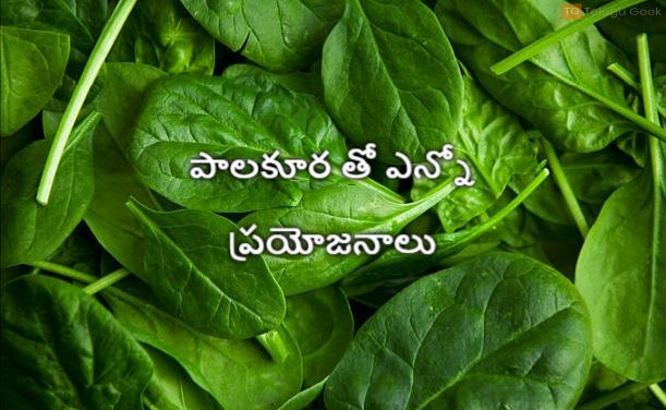 పాలకూర తో ఎన్నో ప్రయోజనాలు