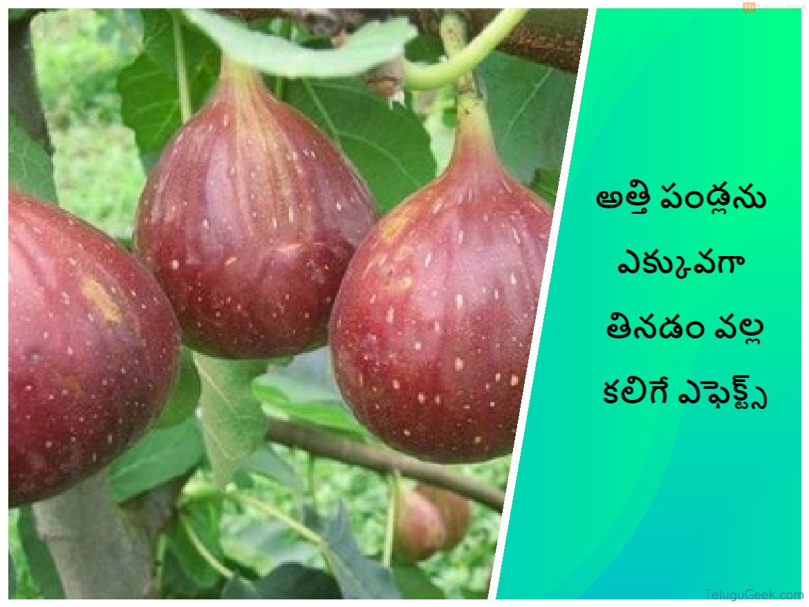 అత్తి పండ్లను ఎక్కువగా తినడం వల్ల కలిగే ప్రయోజనాలు TeluguGeek