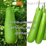 సొరకాయ ప్రయోజనాలు తెలిస్తే దాన్ని అస్సలు వదిలిపెట్టారు