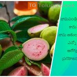 జామపండ్లతోనే కాదు జామ ఆకులతోనూ ఎన్నో ఆరోగ్య ప్రయోజనాలు