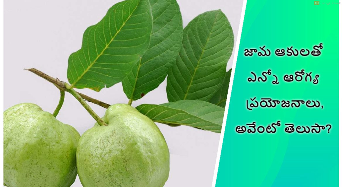 జామ ఆకులతో ఎన్నో ఆరోగ్య ప్రయోజనాలు, అవేంటో తెలుసా?