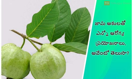 జామ ఆకులతో ఎన్నో ఆరోగ్య ప్రయోజనాలు, అవేంటో తెలుసా?